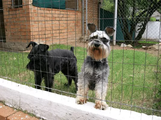 Bryanston Ferndale Kennels and Cattery