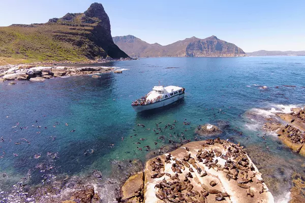 Hout Bay Seal Island Charters