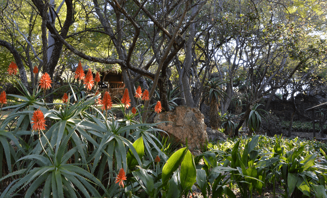 Protea Ranch