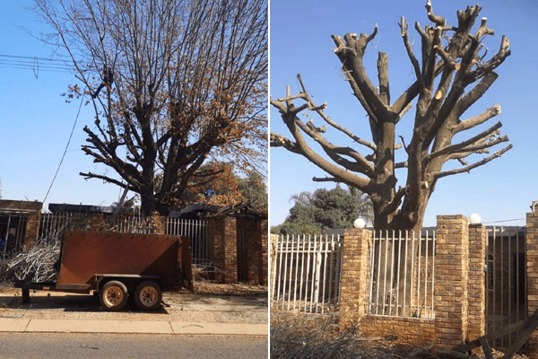 911 Tree Felling in Pretoria